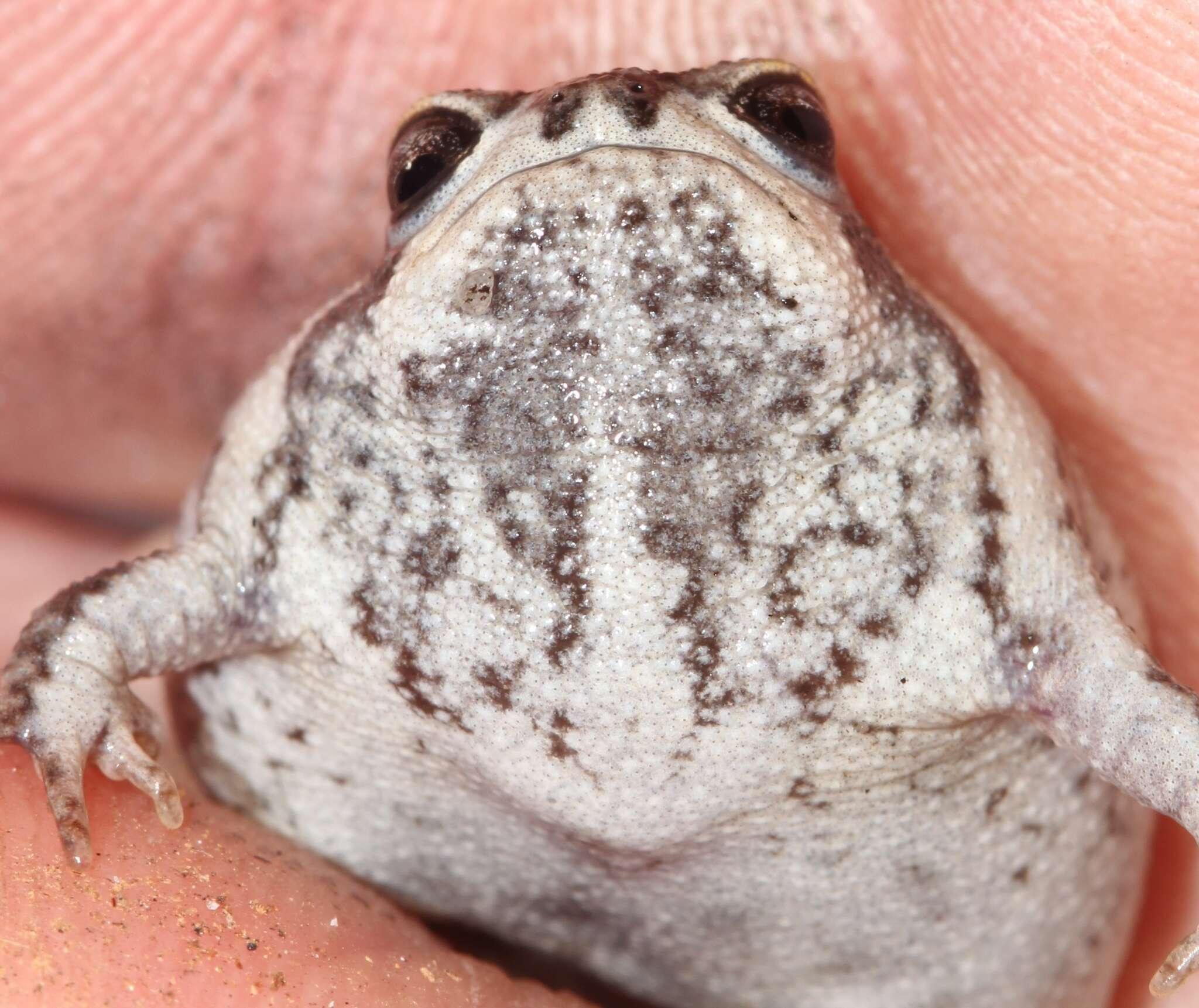 Image of Mountain Rain Frog