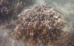 Montipora capitata (Dana 1846)的圖片