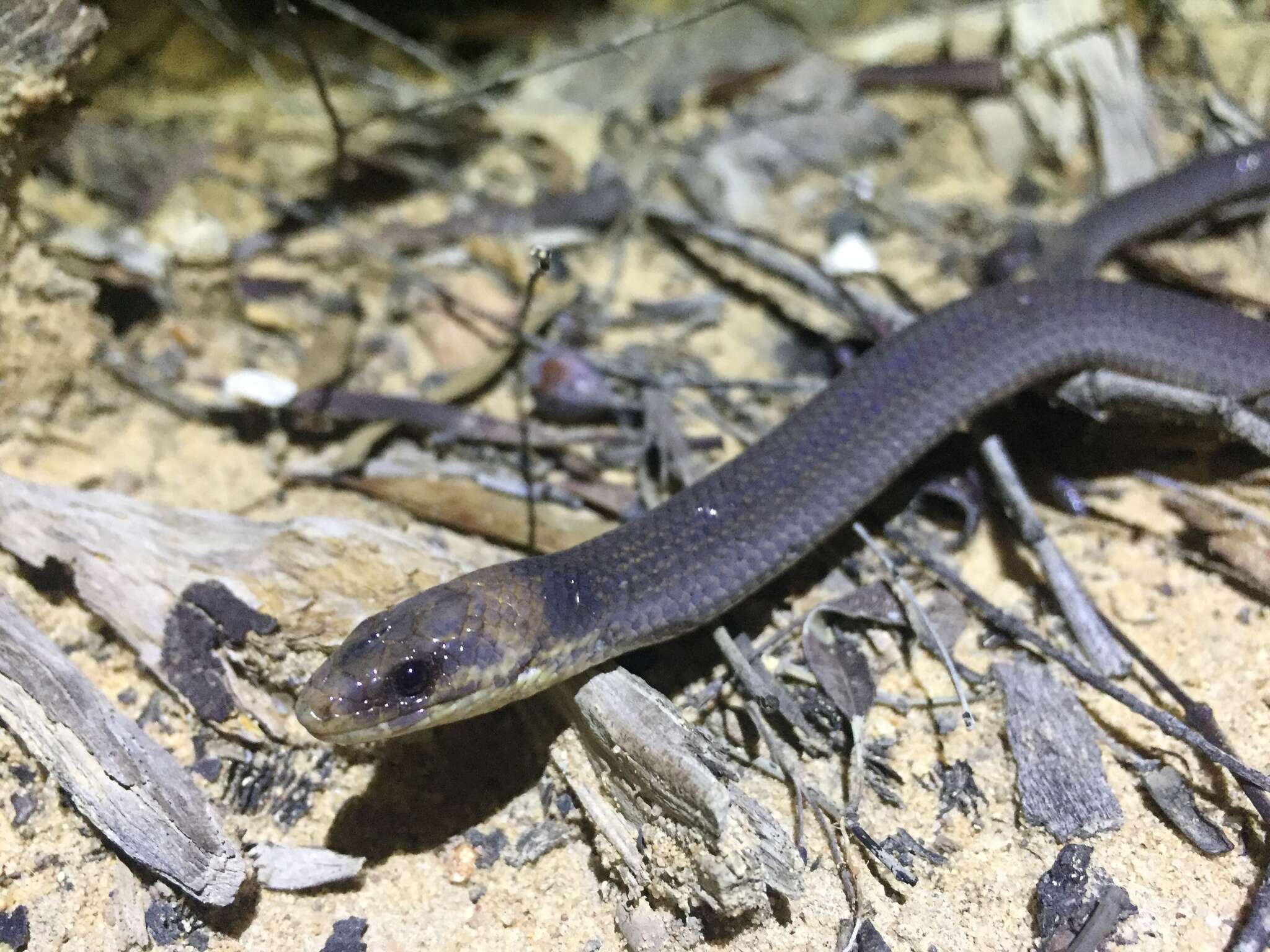 Image of Queensland Legless Lizard