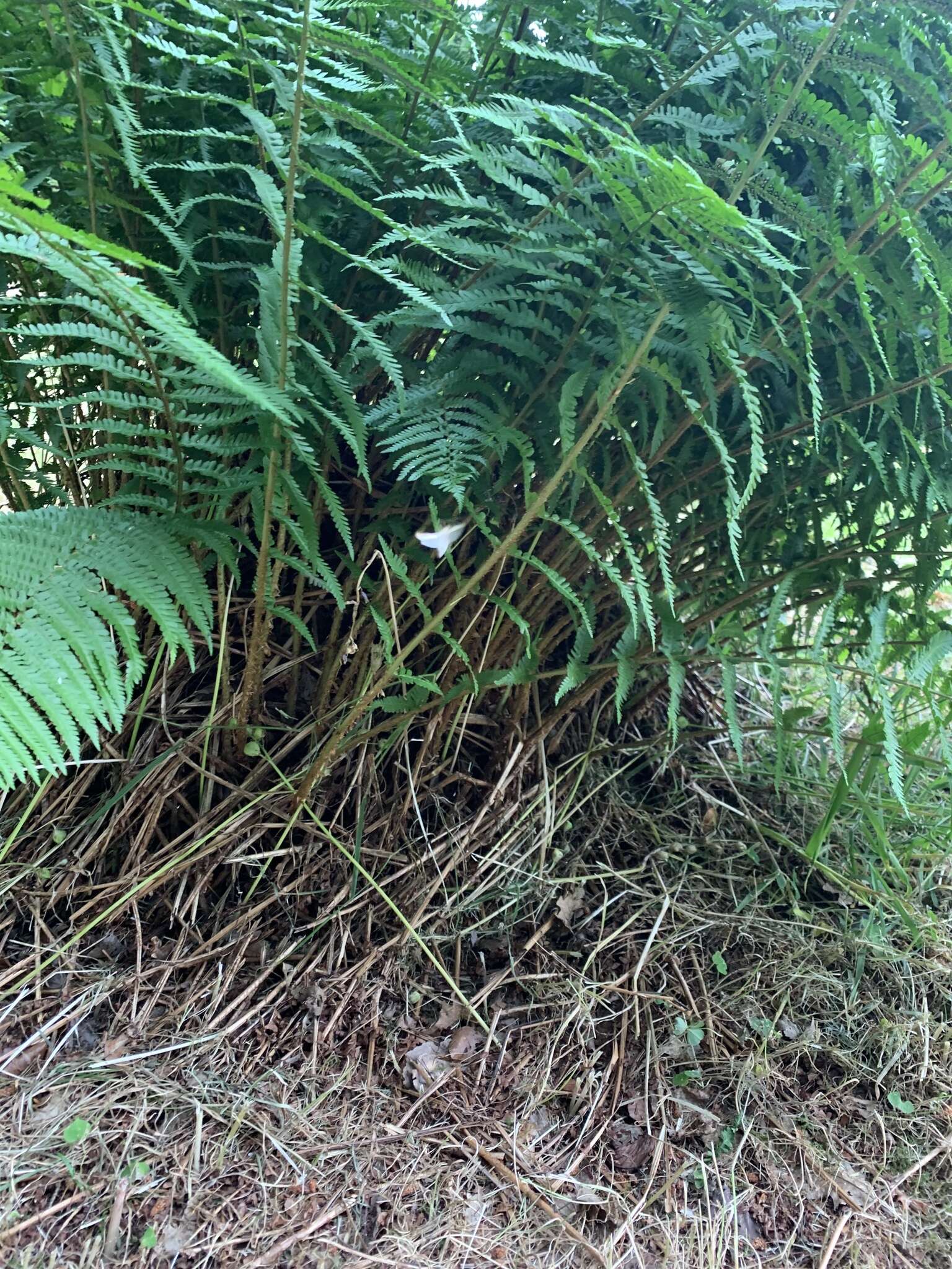 Sivun Dryopteris cambrensis subsp. cambrensis kuva