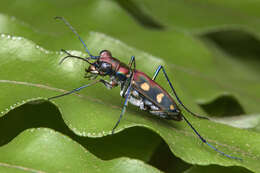 Imagem de Cicindela (Cosmodela) aurulenta Fabricius 1801