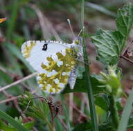 Euchloe ausonia (Hübner (1804)) resmi