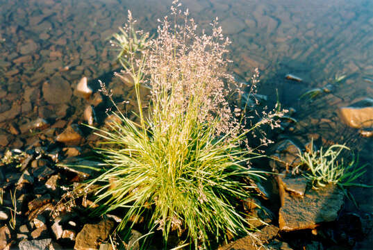 Image of Deschampsia cespitosa subsp. glauca (Hartm.) Tzvelev