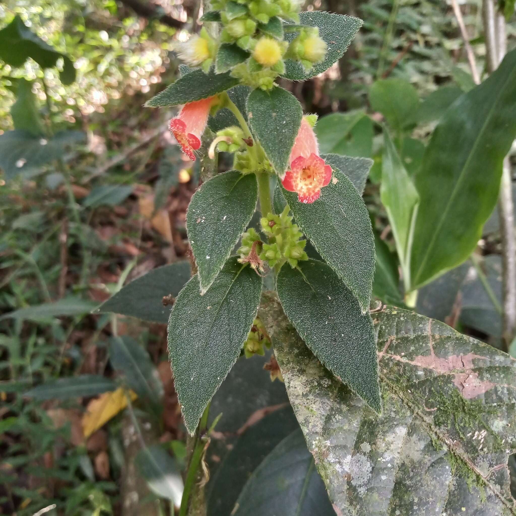 Image of Kohleria spicata (Kunth) Oerst.