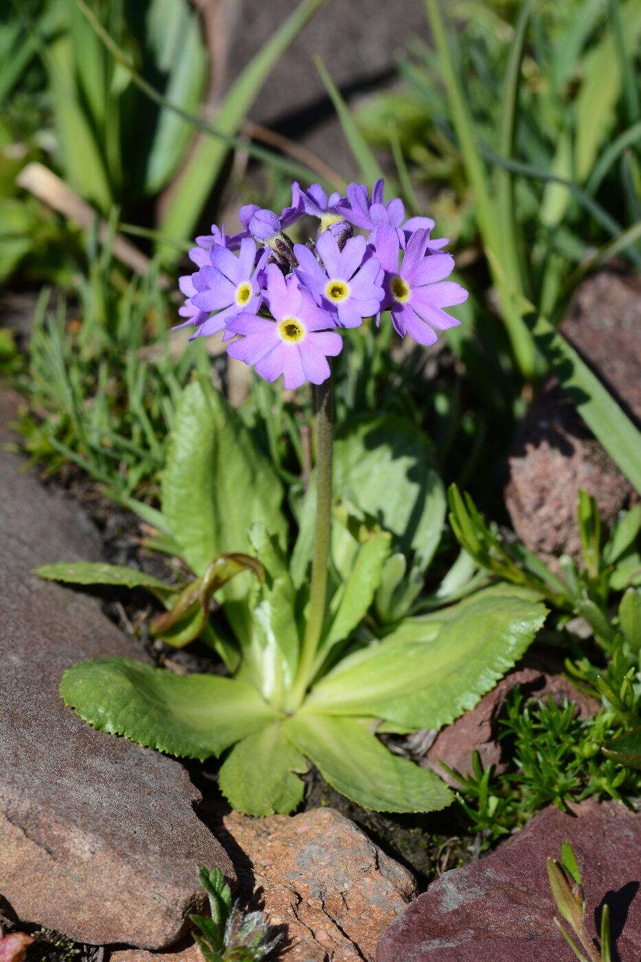 Image of Primula algida Adams