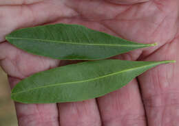 Image of Dodonaea viscosa subsp. burmanniana (DC.) J. West