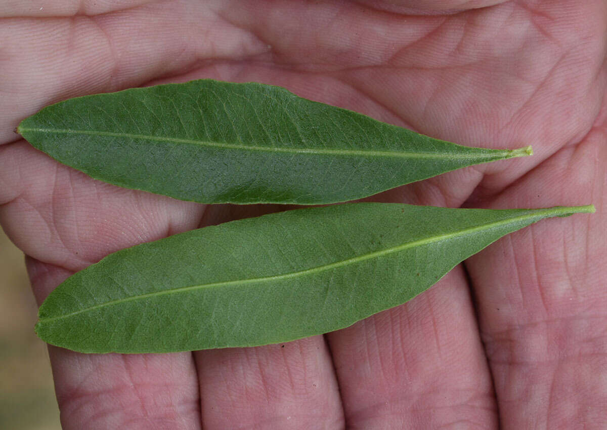 Слика од Dodonaea viscosa subsp. burmanniana (DC.) J. West