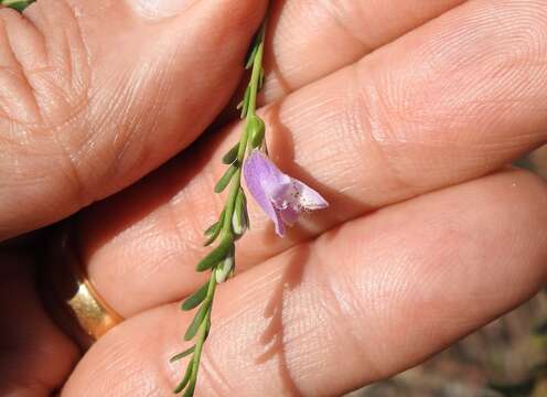 Image of Eremophila divaricata subsp. divaricata