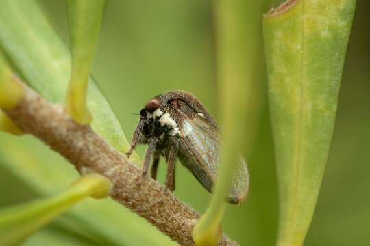 Image of Treehopper