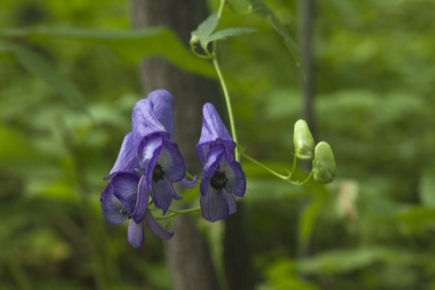 Image of Aconitum sczukinii Turcz.