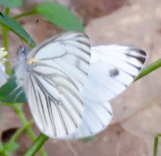 Image of Margined White