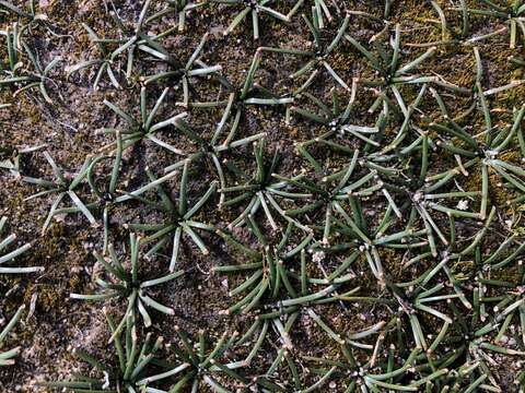 Image of Drimia convallarioides (L. fil.) J. C. Manning & Goldblatt