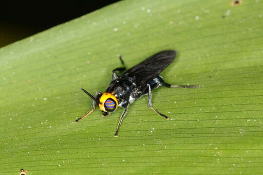 Image of Cyphomyia wiedemanni Gerstaecker 1857