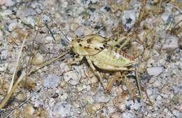 Image of Aglaothorax ovata gigantea (Rentz, D. C. F. & Birchim 1968)