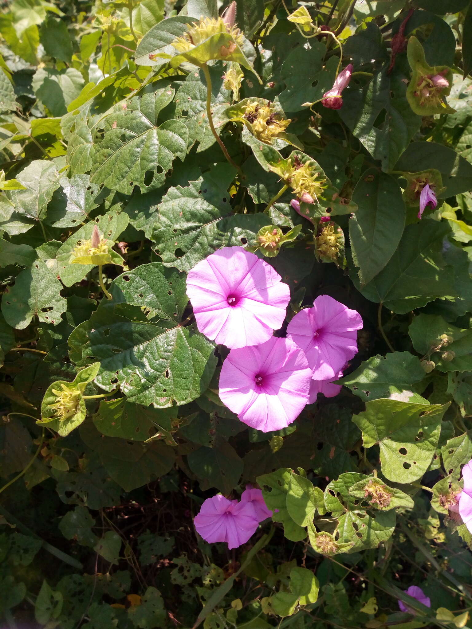 Image of Ipomoea involucrata Beauv.