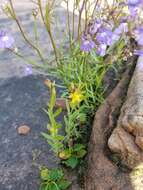 Image de Hypericum majus (A. Gray) Britton