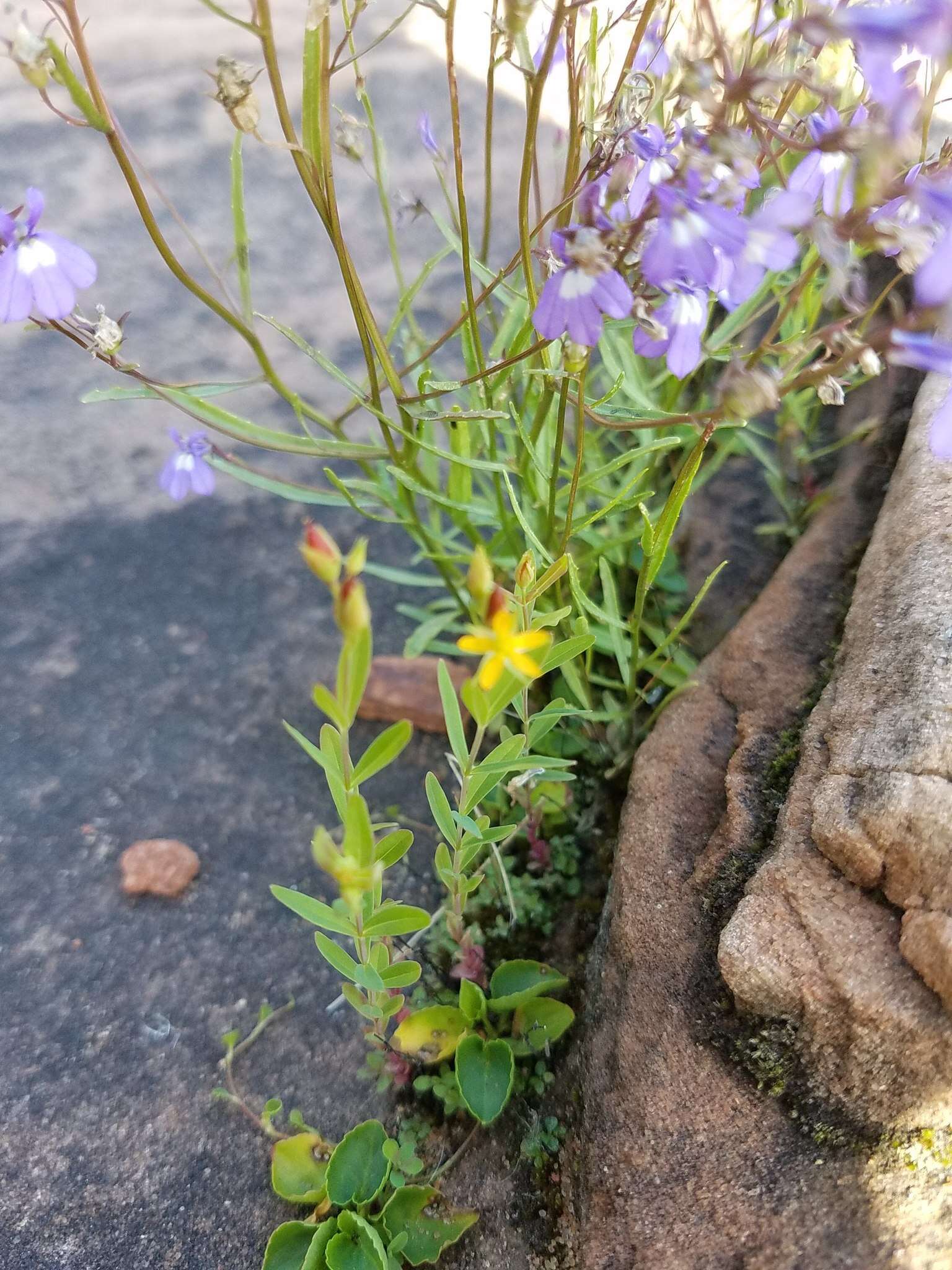 Image de Hypericum majus (A. Gray) Britton