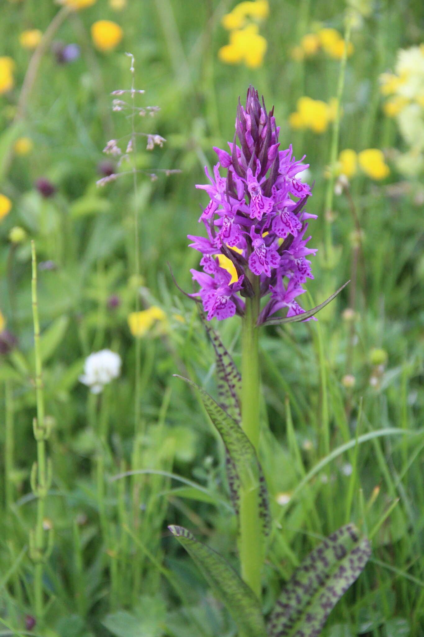 Dactylorhiza urvilleana (Steud.) H. Baumann & Künkele resmi