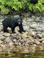 Image of Ursus americanus vancouveri Hall 1928