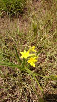 Image of Hypoxis argentea Harv. ex Baker