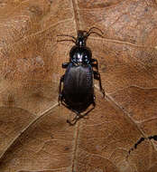 Image of Sphaeroderus indianae (Blatchley 1910)