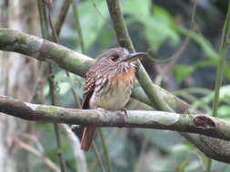 Image of White-whiskered Puffbird