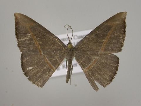 Image of Dolichoneura