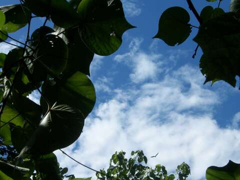 Image of Madagascan Flying Fox