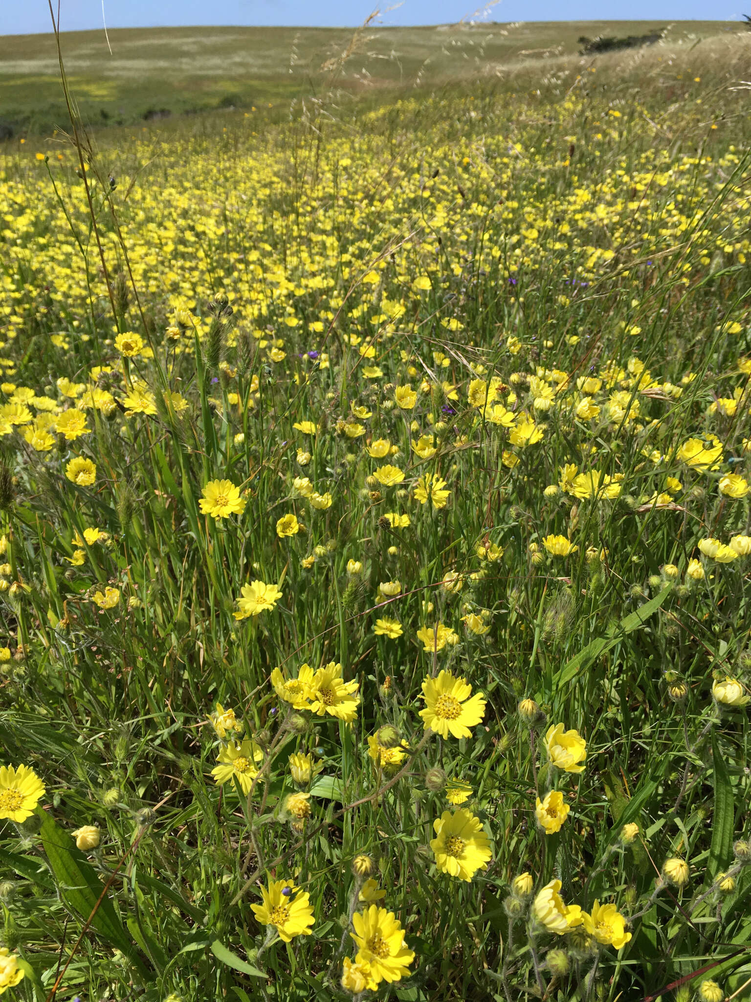 Image of hayfield tarweed