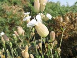 Image of Silene uniflora subsp. uniflora