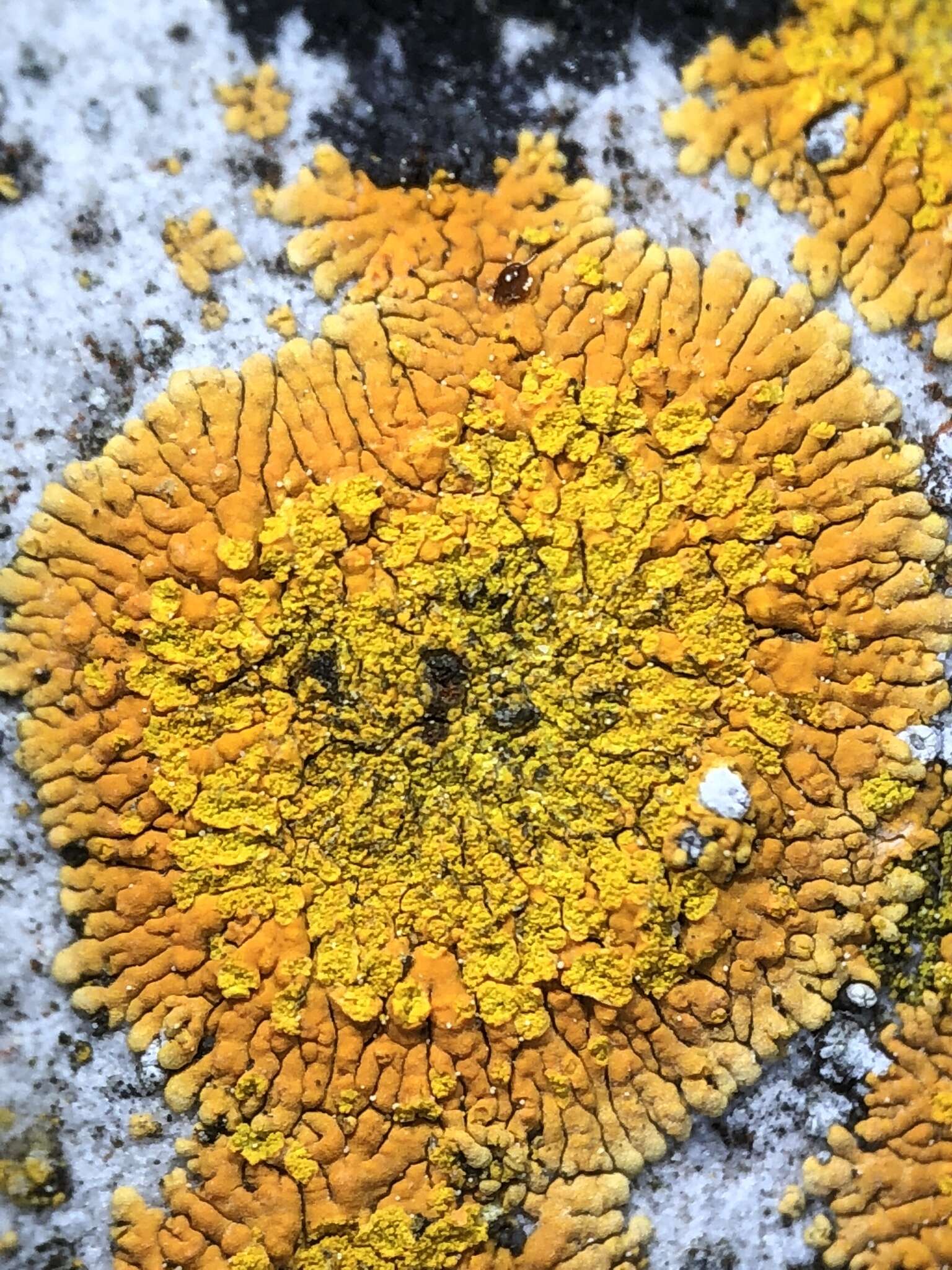 Image of orange lichen