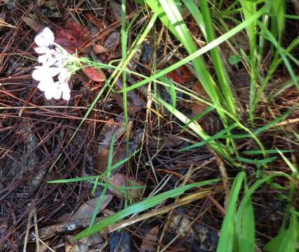 Imagem de Phlox amoena subsp. lighthipei (Small) Wherry