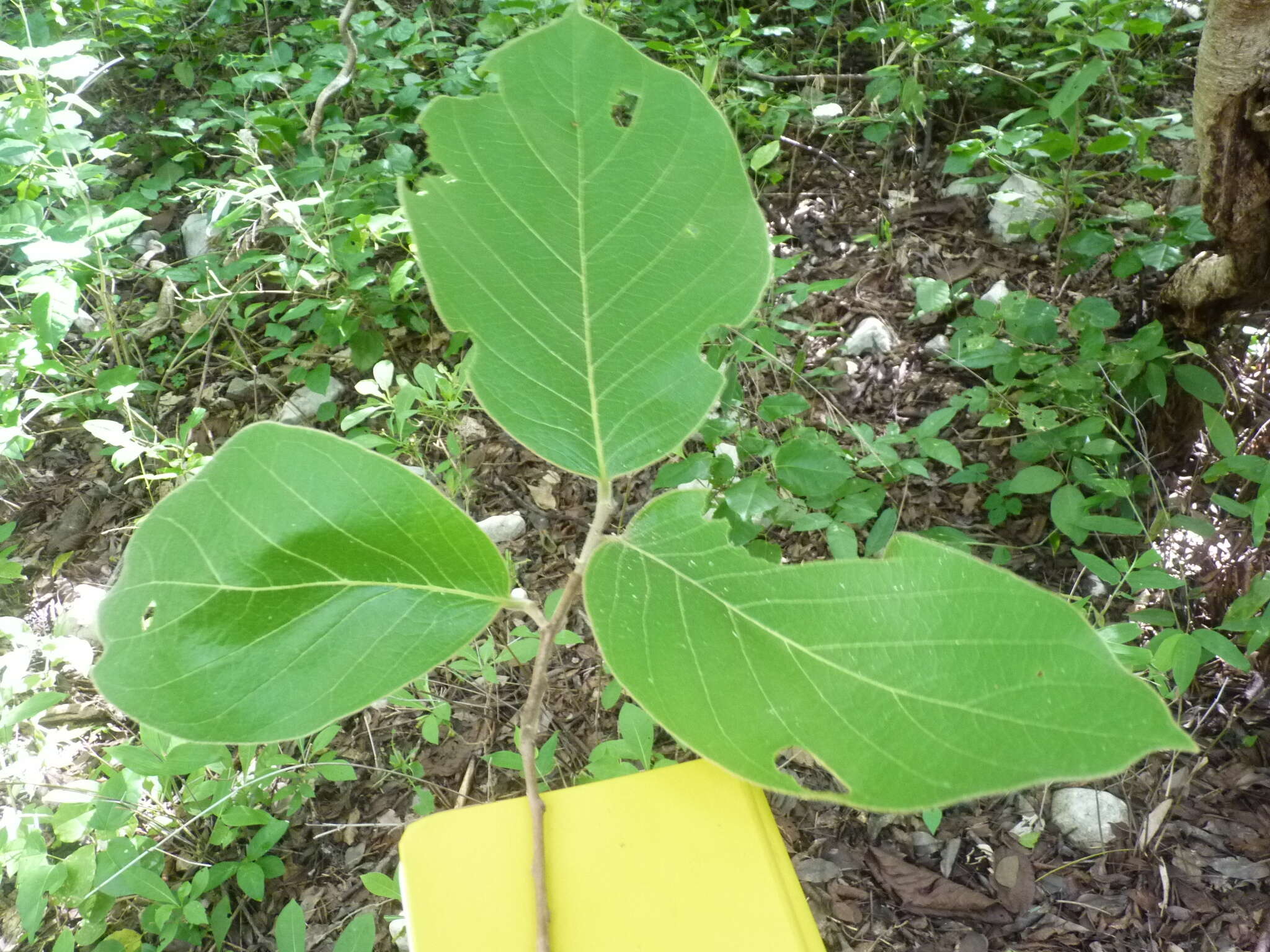 Image of Sapranthus palanga R. E. Fr.