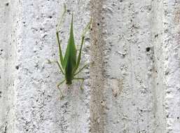 Image of Japanese broadwinged katydid