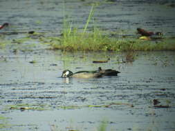 Image of Green Pygmy Goose