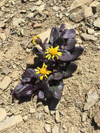 Image of Colorado ragwort