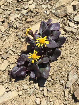 Image of Colorado ragwort