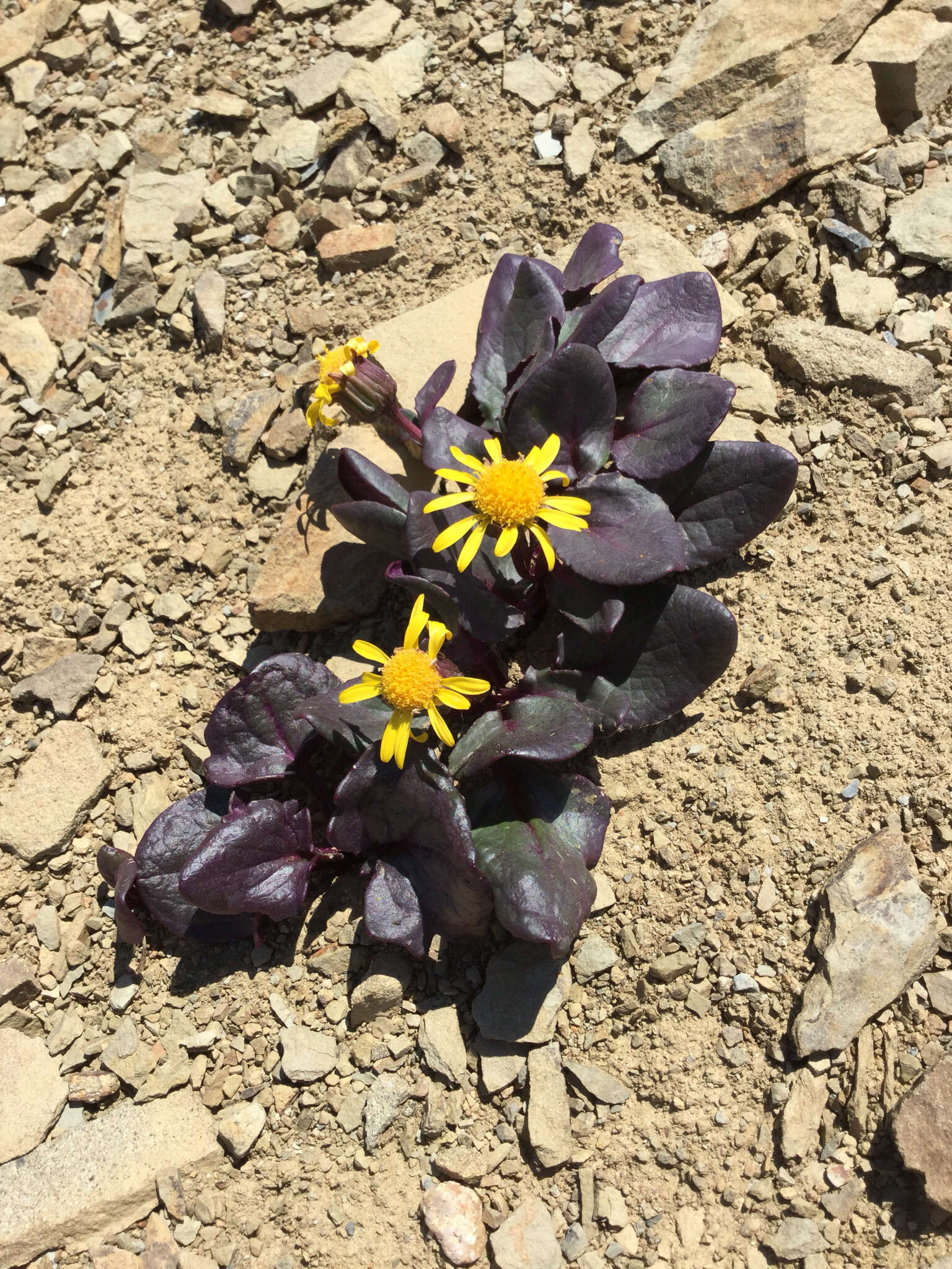 Image of Colorado ragwort