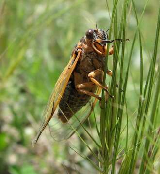 Imagem de Cicadatra hyalina (Fabricius 1798)