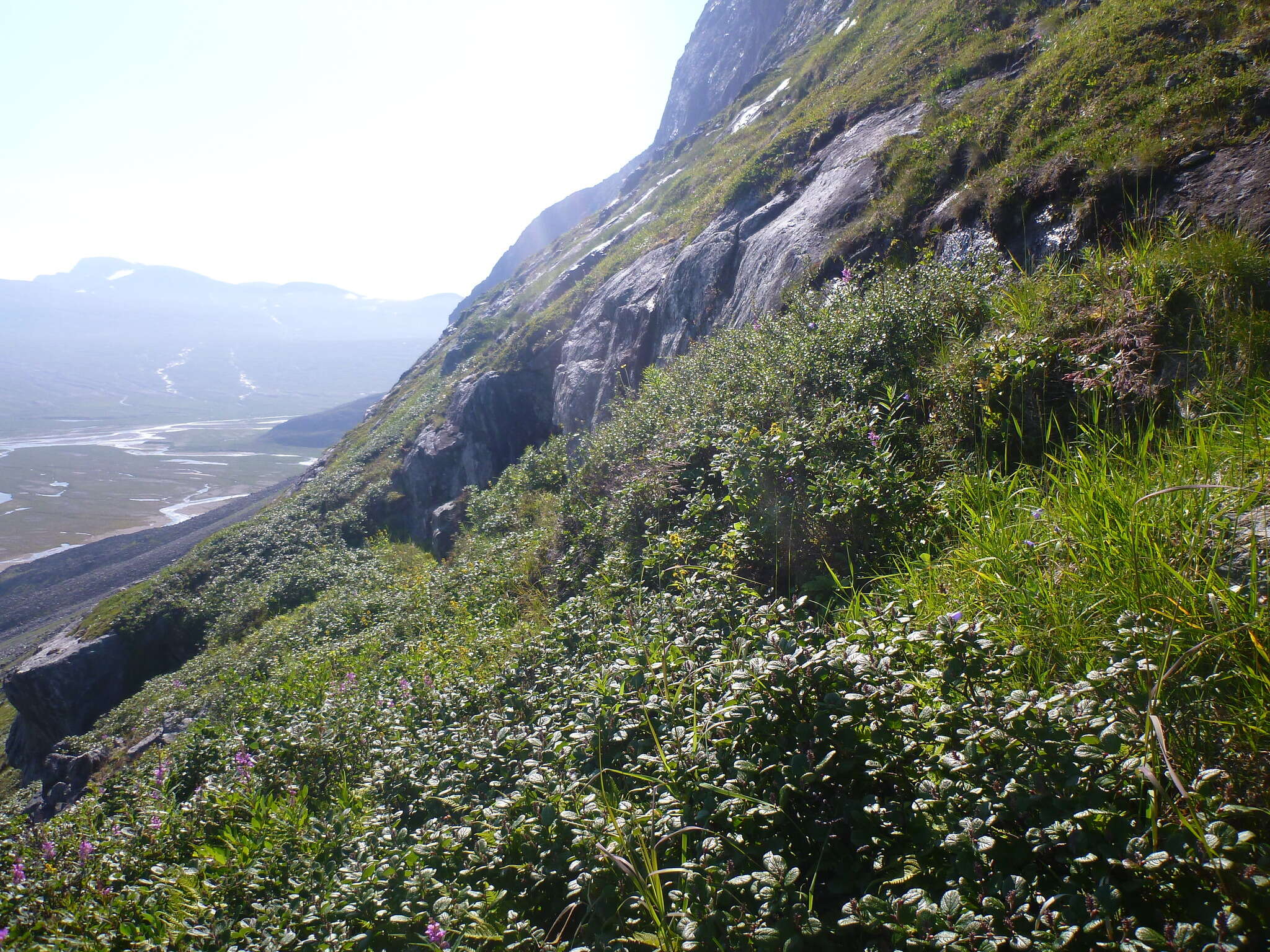 Image of rock willow