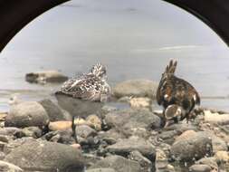 Image of Nordmann's Greenshank