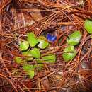 Image de Coccocypselum cordifolium Nees & Mart.