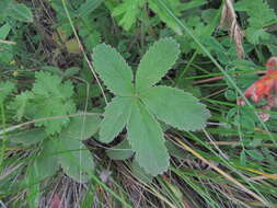 Image of Potentilla brachypetala Fisch. & Mey. ex Lehm.