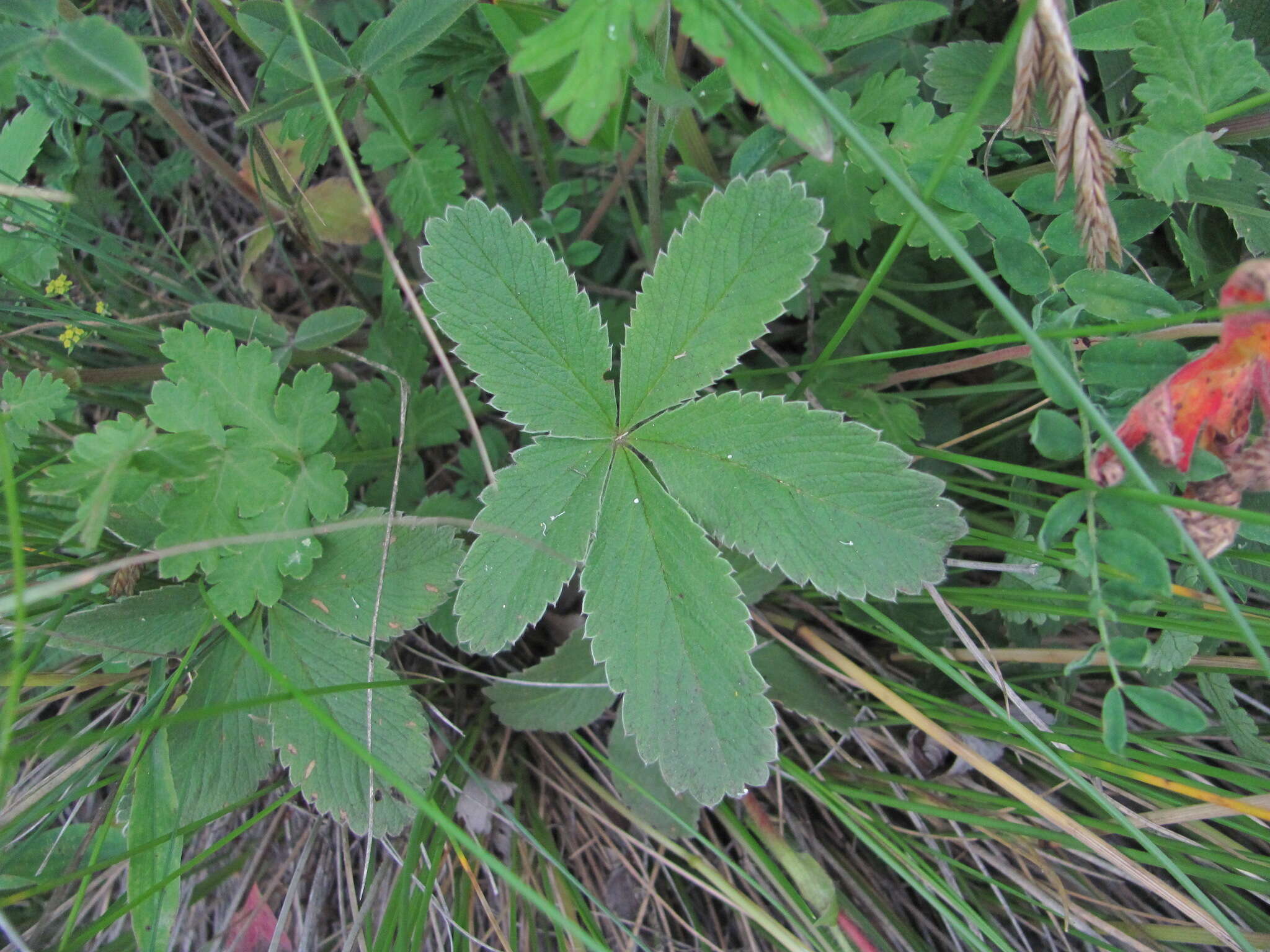 Image of Potentilla brachypetala Fisch. & Mey. ex Lehm.