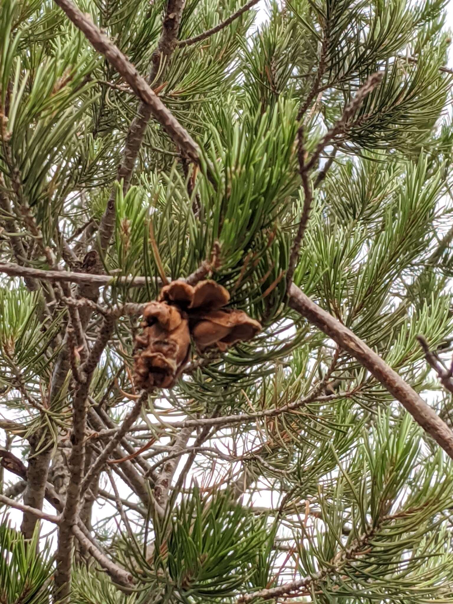 صورة Pinus remota (Little) D. K. Bailey & Hawksw.