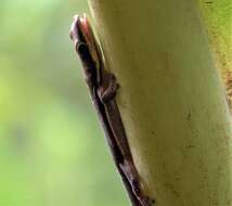 Слика од Phelsuma comorensis Boettger 1913