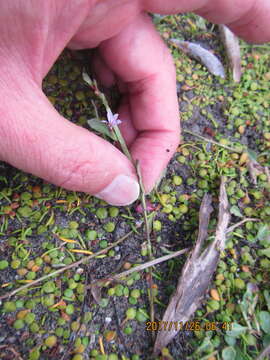 Image of Goodenia heenanii