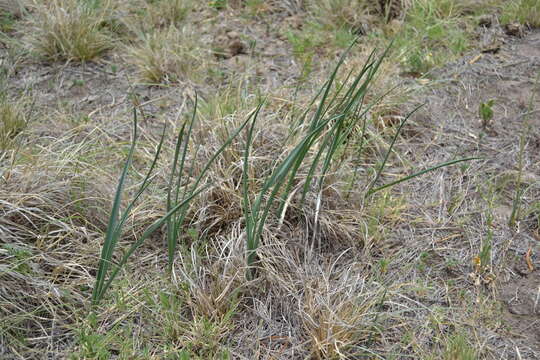 Image of Drimia basutica (E. Phillips)