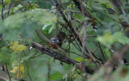 Image of Spot-necked Babbler