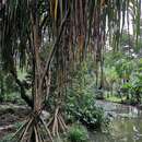 Image of Pandanus urophyllus Hance